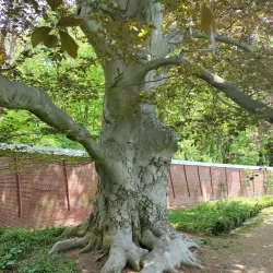 Lyman Estate Gardens - Pittsfield