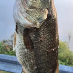 Onota Lake - Pittsfield