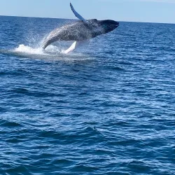 Whale Watching Tours - Provincetown