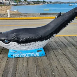 Whale Watching Tours - Provincetown