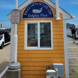 Whale Watching Tours - Provincetown