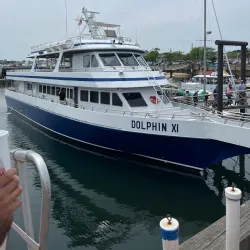 Whale Watching Tours - Provincetown
