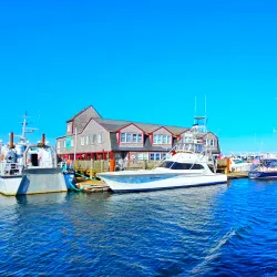 Whale Watching Tours - Provincetown