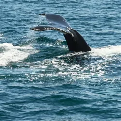 Whale Watching Tours - Provincetown