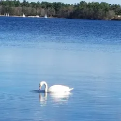 Lake Massapoag - Sharon