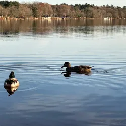 Lake Massapoag - Sharon