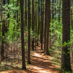 Massachusetts Audubon Society's Moose Hill Wildlife Sanctuary - Sharon