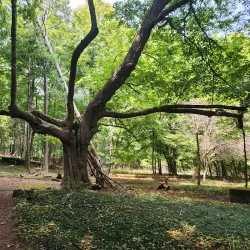 Massachusetts Audubon Society's Moose Hill Wildlife Sanctuary - Sharon