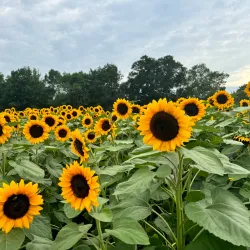 Massachusetts Audubon Society's Moose Hill Wildlife Sanctuary - Sharon