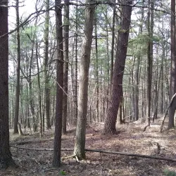 Sharon Town Forest - Sharon