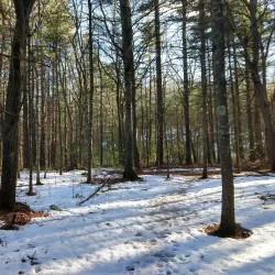 Sharon Town Forest - Sharon