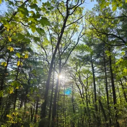 Sharon Town Forest - Sharon