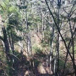 Sharon Town Forest - Sharon