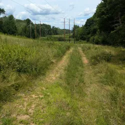 Sharon Town Forest - Sharon