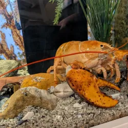 Cape Cod Museum of Natural History - South Yarmouth