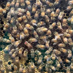 Cape Cod Museum of Natural History - South Yarmouth