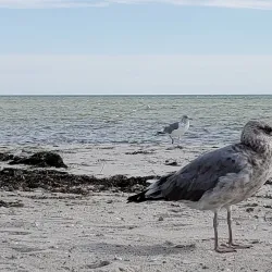 Seagull Beach - South Yarmouth