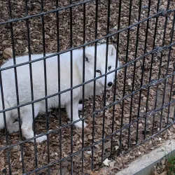 Forest Park Zoo - Springfield