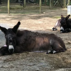 Forest Park Zoo - Springfield