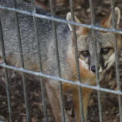 Forest Park Zoo - Springfield