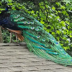 Forest Park Zoo - Springfield