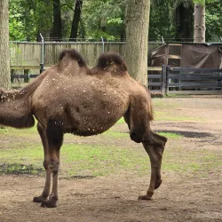 Forest Park Zoo - Springfield