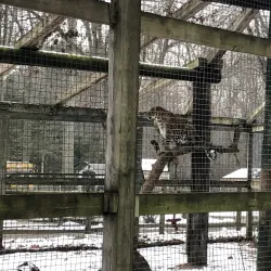 Forest Park Zoo - Springfield