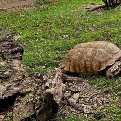 Forest Park Zoo - Springfield