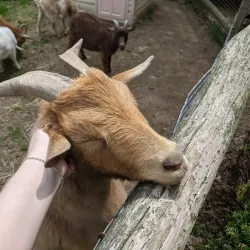 Forest Park Zoo - Springfield