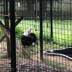 Forest Park Zoo - Springfield