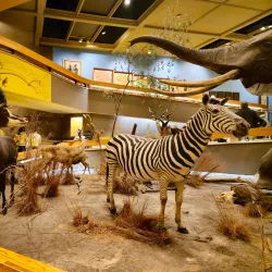 Springfield Museums - Springfield