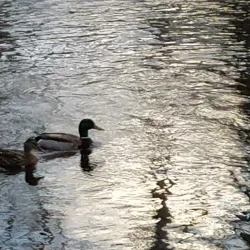 Taunton River Walk - Taunton