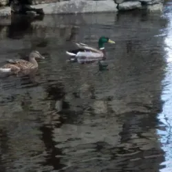 Taunton River Walk - Taunton