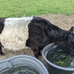 Weir River Farm - Taunton