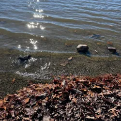 Lake Quannapowitt - Wakefield