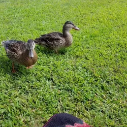 Nichols Lake - Wakefield