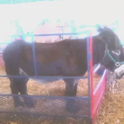 A vibrant street view in West Springfield