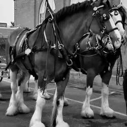 The Eastern States Exposition (The Big E) - West Springfield