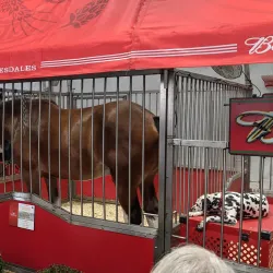 The Eastern States Exposition (The Big E) - West Springfield