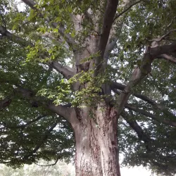 West Springfield Farmers Market - West Springfield