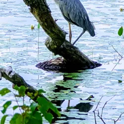 Lake Chauncy Recreation Area - Westborough