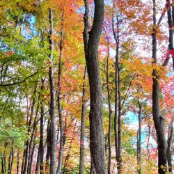 Mill Pond Park - Westborough