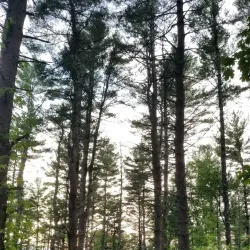 Westborough Community Land Trust Trails - Westborough