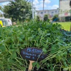 Westborough Farmers Market - Westborough