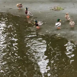 The Stanley Park Carousel - Westfield