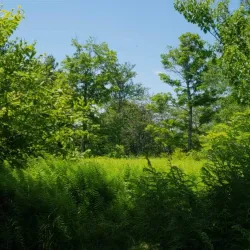 Hopkins Memorial Forest - Williamstown