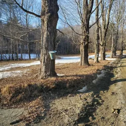 Hopkins Memorial Forest - Williamstown