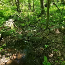 Broad Meadow Brook Conservation Center and Wildlife Sanctuary - Worcester