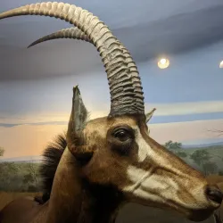 EcoTarium - Worcester