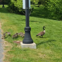 Elm Park - Worcester
